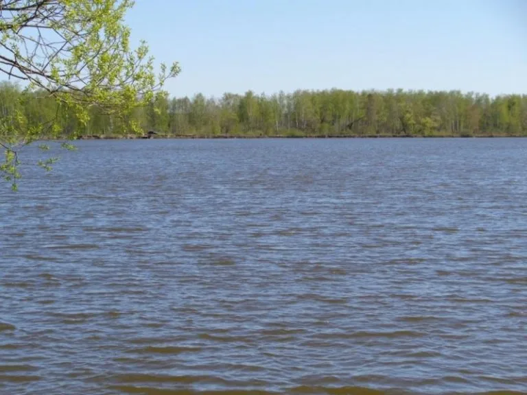 Широкий пруд, ветки на переднем плане