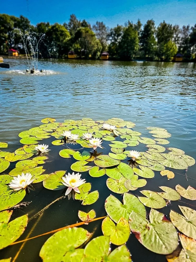Кувшинки на воде