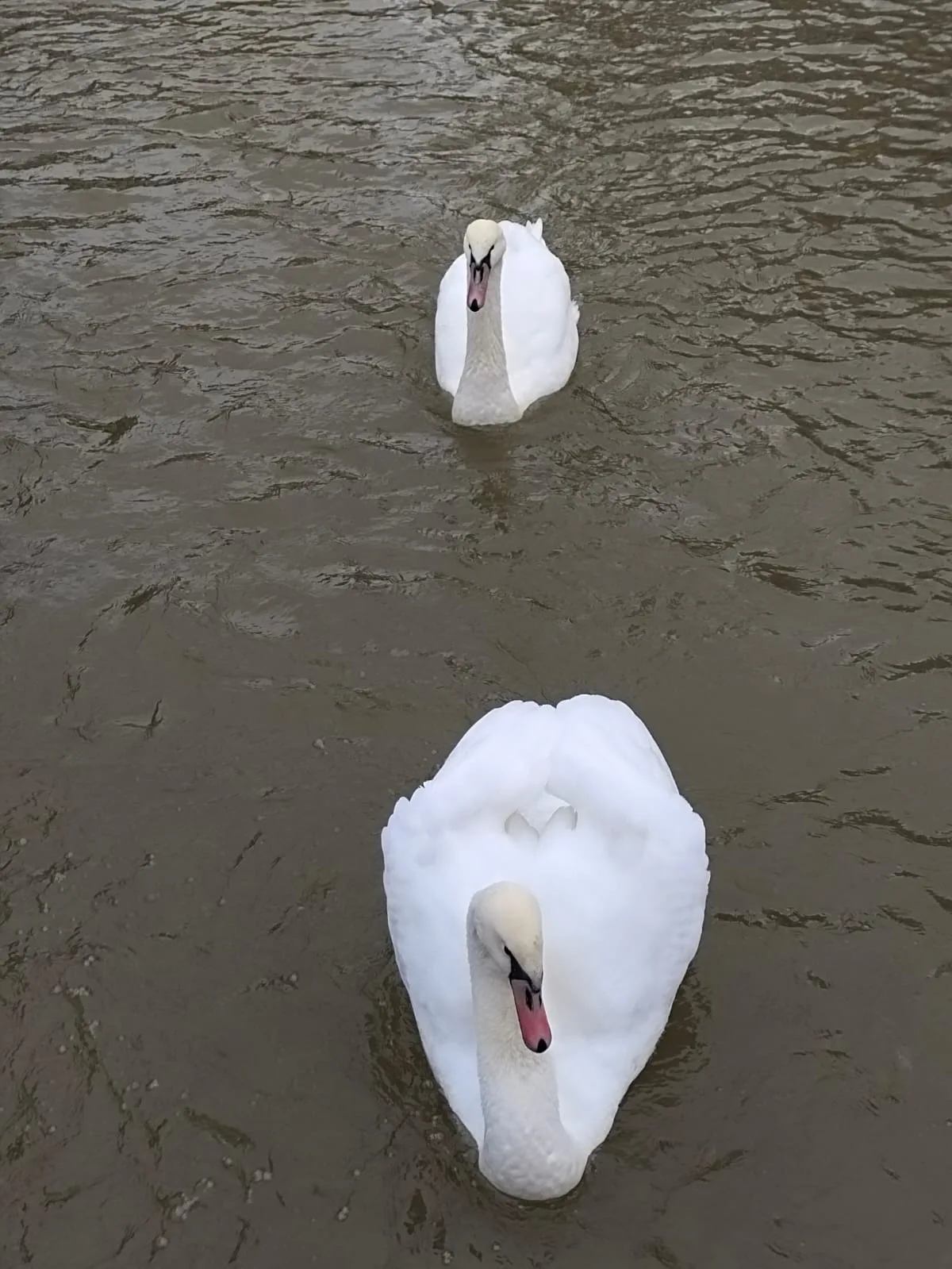 Два белых лебедя на воде