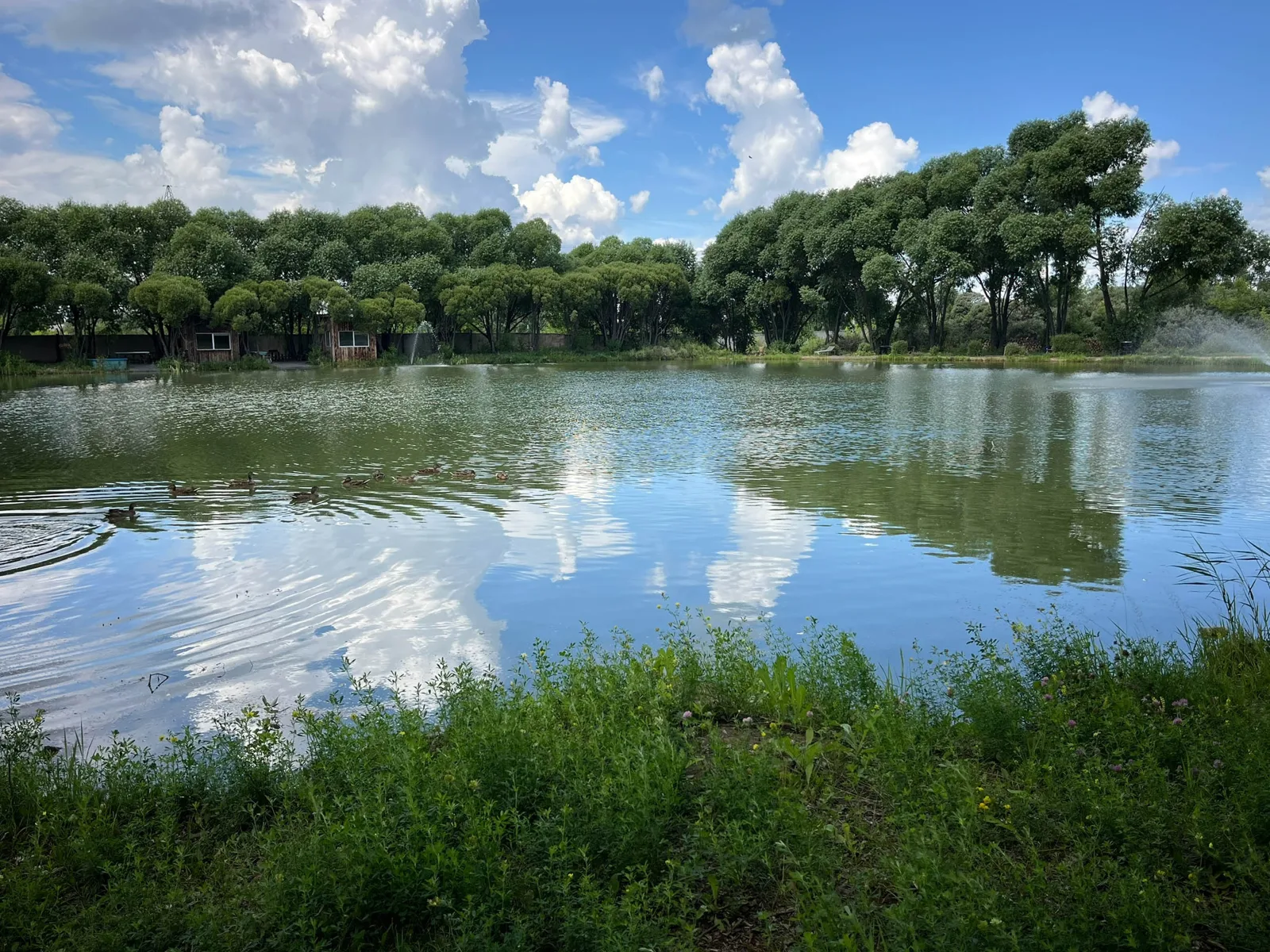 Озеро и прибрежная зелень